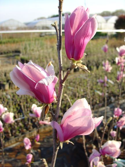 岡野秀花園 Okano Syukaen 商品紹介