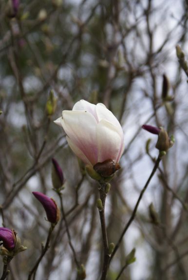 岡野秀花園 Okano Syukaen 商品紹介